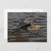 Great Blue Heron Bird in Flight Briefkaart (Voorkant / Achterkant)