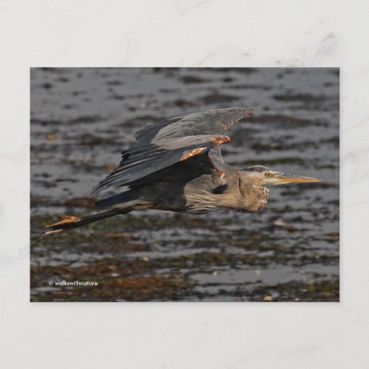Great Blue Heron Bird in Flight Briefkaart (Voorkant)
