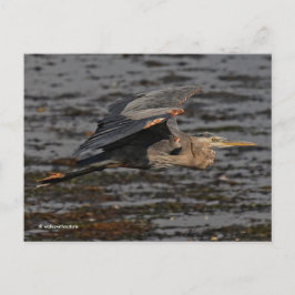 Great Blue Heron Bird in Flight Briefkaart