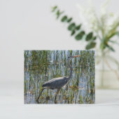 Great Blue Heron Bird Marsh Briefkaart (Staand voorkant)