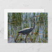 Great Blue Heron Bird Marsh Briefkaart (Voorkant / Achterkant)