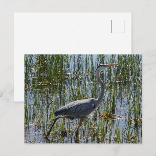 Great Blue Heron Bird Marsh Briefkaart (Voorkant / Achterkant)