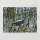 Great Blue Heron Bird Marsh Briefkaart (Voorkant)