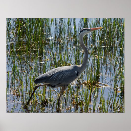 Great Blue Heron Bird Marsh Closeup Poster (Voorkant)
