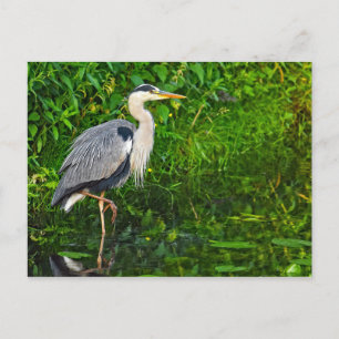 Great Blue Heron Bird Wildlife Foto Briefkaart