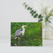 Great Blue Heron Bird Wildlife Foto Briefkaart (Staand voorkant)