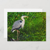 Great Blue Heron Bird Wildlife Foto Briefkaart (Voorkant / Achterkant)