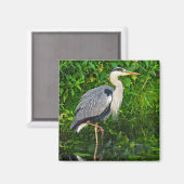 Great Blue Heron Bird Wildlife Foto Magneet (Voorkant / Achterkant)