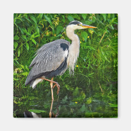 Great Blue Heron Bird Wildlife Foto Magneet