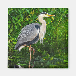 Great Blue Heron Bird Wildlife Foto Magneet