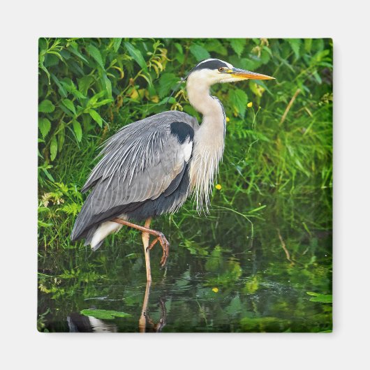 Great Blue Heron Bird Wildlife Foto Magneet (Voorkant)