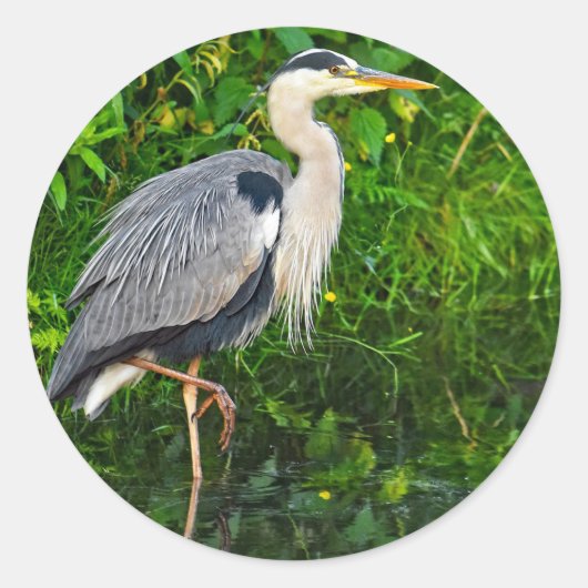 Great Blue Heron Bird Wildlife Foto Ronde Sticker (Voorkant)