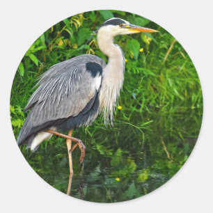 Great Blue Heron Bird Wildlife Foto Ronde Sticker