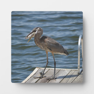 Great Blue Heron Bird Wildlife Fotografie Natuur Fotoplaat