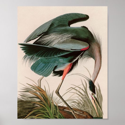 Great Blue Heron Birds of America Audubon Print (Voorkant)