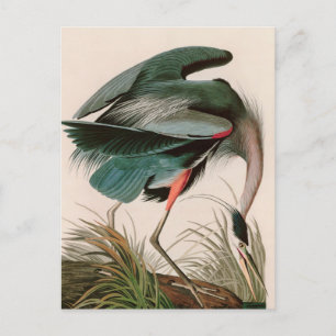 Great Blue Heron Birds of America Audubon Print Feestdagenkaart