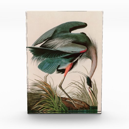 Great Blue Heron Birds of America Audubon Print Fotoblokken (Voorkant)