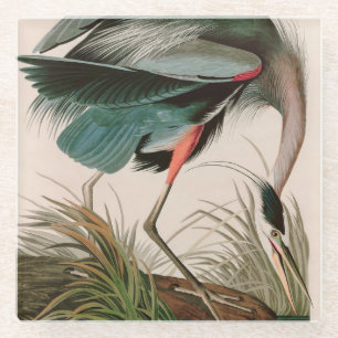 Great Blue Heron Birds of America Audubon Print Glazen Onderzetter