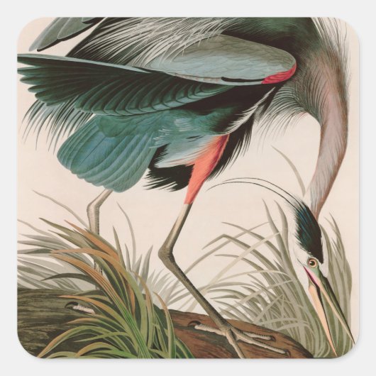 Great Blue Heron Birds of America Audubon Print Vierkante Sticker (Voorkant)