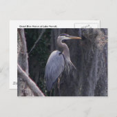 Great Blue Heron Briefkaart (Voorkant / Achterkant)