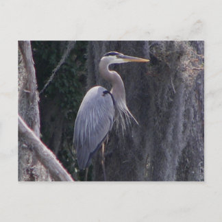 Great Blue Heron Briefkaart