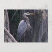 Great Blue Heron Briefkaart (Voorkant)