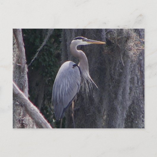 Great Blue Heron Briefkaart (Voorkant)