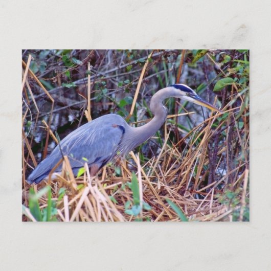 GREAT BLUE HERON BRIEFKAART (Voorkant)