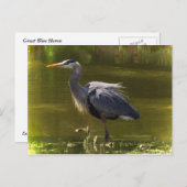 Great Blue Heron Briefkaart (Voorkant / Achterkant)