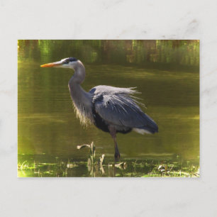 Great Blue Heron Briefkaart