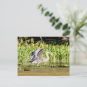 Great Blue Heron Briefkaart (Staand voorkant)