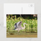 Great Blue Heron Briefkaart (Voorkant / Achterkant)