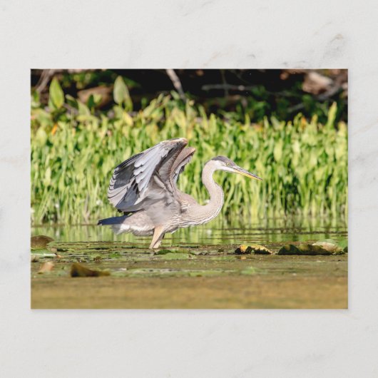 Great Blue Heron Briefkaart (Voorkant)