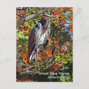Great Blue Heron Briefkaart