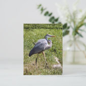 Great Blue Heron Briefkaart (Staand voorkant)