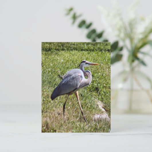 Great Blue Heron Briefkaart (Staand voorkant)
