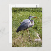 Great Blue Heron Briefkaart (Voorkant / Achterkant)