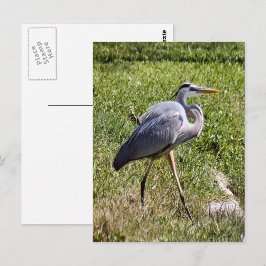 Great Blue Heron Briefkaart (Voorkant / Achterkant)