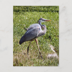 Great Blue Heron Briefkaart
