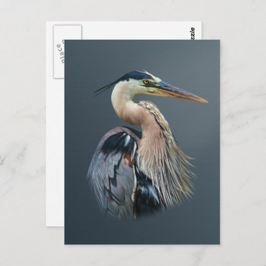 Great Blue Heron Briefkaart (Voorkant / Achterkant)