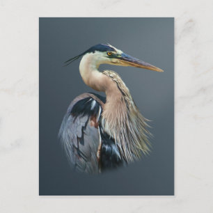 Great Blue Heron Briefkaart