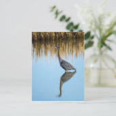 Great Blue Heron Briefkaart (Staand voorkant)