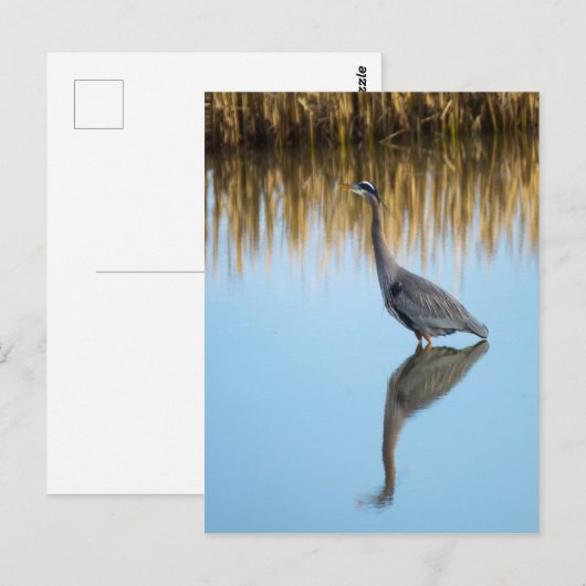 Great Blue Heron Briefkaart (Voorkant / Achterkant)