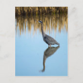 Great Blue Heron Briefkaart (Voorkant)