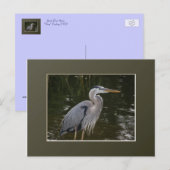 Great Blue Heron Briefkaart (Voorkant / Achterkant)