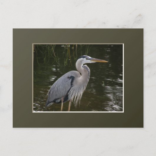 Great Blue Heron Briefkaart (Voorkant)