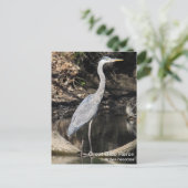 Great Blue Heron Briefkaart (Staand voorkant)