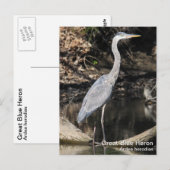 Great Blue Heron Briefkaart (Voorkant / Achterkant)