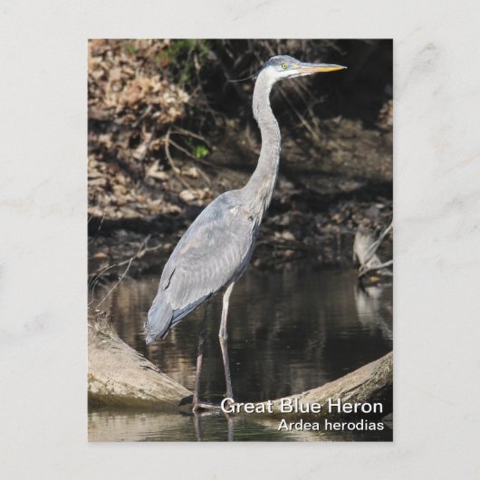 Great Blue Heron Briefkaart (Voorkant)