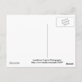 Great Blue Heron Briefkaart (Achterkant)